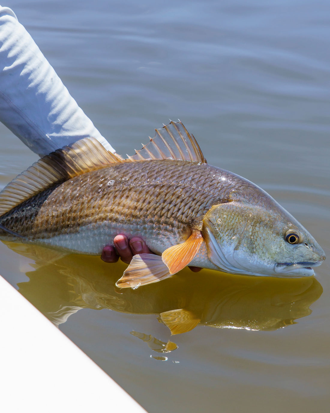 The 5 Best States for Redfish: Ol’ Mac’s Picks