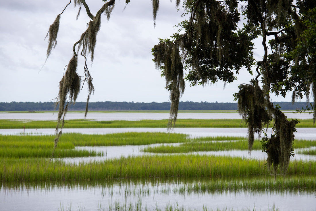 Why Coastal Marshes Matter: More Than a Place to Catch Redfish